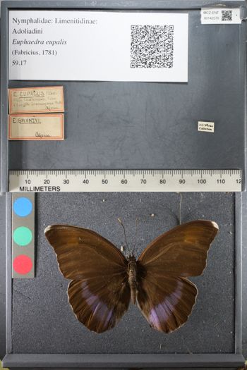 Media type: image;   Entomology 142570